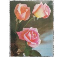 Daudz laimes dzimšanas dienā! 1986 Rozā rozes 7x9 cm MINI PSRS pastkarte
