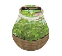 Svece pretodu Ø8.5x9cm Citronella Baziliks