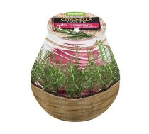 Svece pretodu Ø8.5x9cm Citronella Rozmarīns