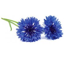 Click Grow Smart Garden refill Rudzupuķe 3-pack ( 4742793007526 SGR36X3 )