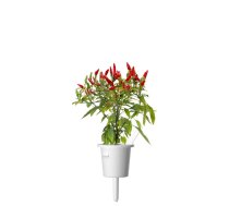 Click Grow Smart Garden refill Piri Piri Chili Pepper 3-pack ( 4742793001401 SGR67X3 )