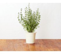 Click Grow Smart Garden refill Timiāns 3-pack ( 4742793007373 6258674 M5261100 SGR17X3 )