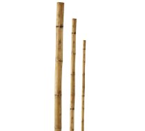 Mietins bambusa 150cm 1gb 9055779 (4750959055779) ( JOINEDIT31163237 )