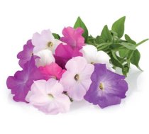 Click Grow Smart Garden refill Petunia 3-pack ( 4742793007441 M5261400 SGR27X3 )