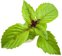 Click Grow Smart Garden refill Cinnamon Basil 3pcs 4742793001494 SGR71X3 (4742793001494) ( JOINEDIT42889926 )