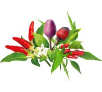 Click  Grow Plant Pod Chili Pepper Mix 9pcs 4742793002521 ( PPMCPX9 PPMCPX9 ) Vannas istabas piederumi