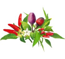 Click Grow Smart Garden refill Chili Pepper Mix 9-pack ( 4742793002521 PPMCPX9 )