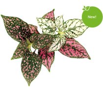 Click Grow Smart Garden refill Hipoeste 3-pack ( 4742793008806 )