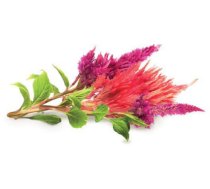 Click Grow Smart Garden refill Cockscomb 3pcs 4742793007298 SGR4X3 (4742793007298) ( JOINEDIT42889905 )