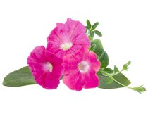 Click  Grow Smart Garden refill Pink Petunia 3pcs 4742793001531 ( SGR73X3 SGR73X3 ) Vannas istabas piederumi