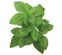 Click Grow Smart Garden refill dwarf basil 3-pack ( 4742793007380 SGR21X3 )