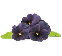 Click Grow Smart Garden refill Black pansy 3pcs 4742793009230 SGR61X3 (4742793009230) ( JOINEDIT42889917 )