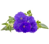 Click  Grow Smart Garden refill Blue Petunia 3pcs 4742793001524 SGR72X3 (4742793001524) ( JOINEDIT42889927 ) Vannas istabas piederumi