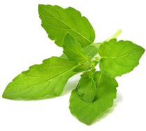 Click Grow Smart Garden refill Holy Basil 3-pack ( 4742793009315 SGR66X3 )