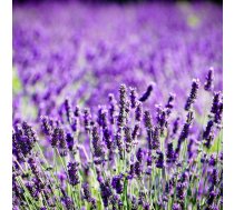 Ēteriskā eļļa, lavanda