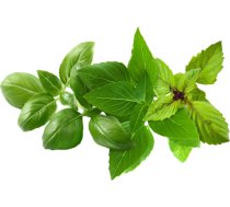 Click & Grow Plant Pod Basil Variety Mix 9pcs PPMBVX9