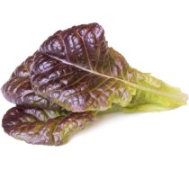 Click & Grow Smart Garden refill Red Lettuce 3pcs SGR84X3