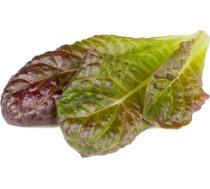 Click & Grow Smart Refill Red romaine lettuce 3pcs SGR94X3