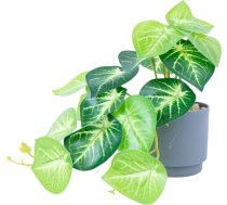 Artificial plant GREENLAND H15cm 88314