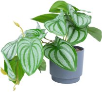 Artificial plant GREENLAND H15cm 88311