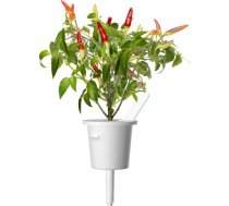 Click & Grow Smart Garden uzpilde Sarkanais asais čili pipars 3gb. 4742793008943