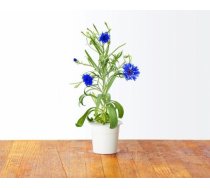 Click & Grow gudrā augu dārza uzpilde Rudzupuķe 3gb. 4742793007526