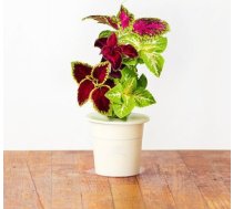 Click & Grow Smart Garden uzpilde Skaistnātre 3gb. 4742793007281
