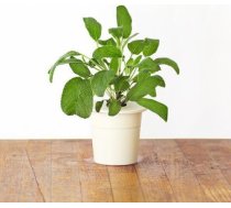 Click & Grow Smart Garden uzpilde Salvija 3gb. 4742793007328