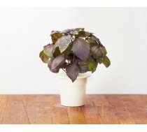 Click & Grow gudrā augu dārza uzpilde Sarkanais baziliks 3gb. 4742793007427