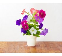 Click & Grow gudrā augu dārza uzpilde Petūnija 3gb. 4742793007441