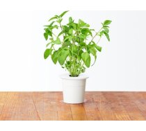 Click & Grow gudrā augu dārza uzpilde Taizemes baziliks 3gb. 4742793007533