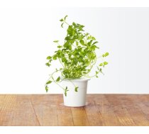 Click & Grow gudrā augu dārza uzpilde Oregano 3gb. 4742793007489