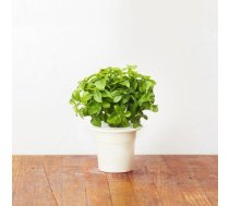 Click & Grow gudrā augu dārza uzpilde Krūmveida baziliks 3gb. 4742793007380