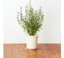 Click & Grow gudrā augu dārza uzpilde Timiāns 3gb. 4742793007373