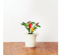 Click & Grow gudrā augu dārza uzpilde Čili pipars 3gb. 4742793007311