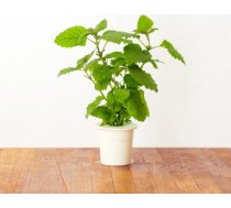 Click & Grow gudrā augu dārza uzpilde Citronmētra 3gb. 4742793007342