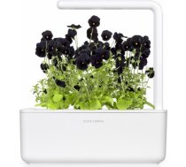 Click & Grow Smart Garden uzpilde Melnā atraitnīte 3gb. 4742793009230