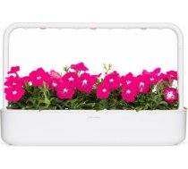 Click & Grow Smart Garden refill Pink Petunia 3pcs SGR73X3