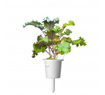 Click & Grow Red Kale Plant Pods