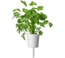 Click & Grow gudrā augu dārza uzpilde Koriandrs 3gb. (SGR45X3)