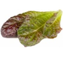 Click & Grow Smart Refill Red romaine lettuce 3pcs (SGR94X3)