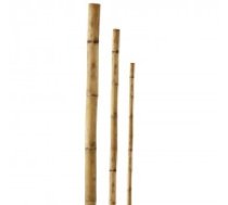 Besk Mietiņš bambusa 210cm 1gb