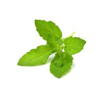 Click And Grow Click AND Grow Plant Pods 3-Pack - Holy Basil (SGR66X3)