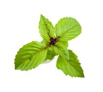 Click And Grow Click AND Grow Plant Pods 3-Pack - Cinnamon Basil (SGR71X3)