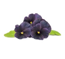 Click And Grow Click AND Grow Plant Pods 3-Pack - Black Pansy (SGR61X3)