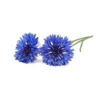 Click And Grow Click AND Grow Plant Pods 3-Pack - Cornflower Plant Capsules - Shocking Blue (SGR36X3)