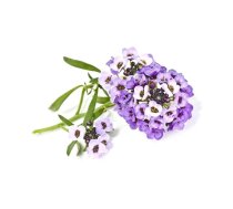 Click And Grow Click AND Grow Plant Pods 3-Pack - Sweet Alyssum (SGR35X3)
