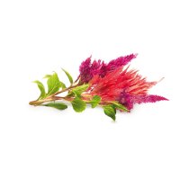Click And Grow Click AND Grow Plant Pods 3-Pack - Cockscomb (SGR4X3)