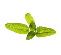 Click And Grow Click AND Grow Plant Pods 3-Pack - Garden Sage (SGR7X3)