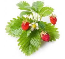 Click & Grow Smart Garden refill Wild Strawberry 3pcs (SGR24X3)